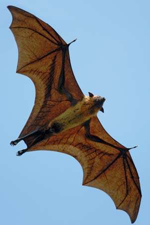 Flying Fox